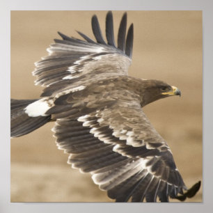 Poster Flying Eagle Print