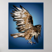 Poster Flying Hawk Print (Devant)
