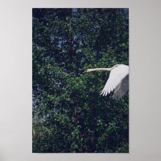 Poster Flying Swan Nature Oiseau Vie sauvage (Devant)