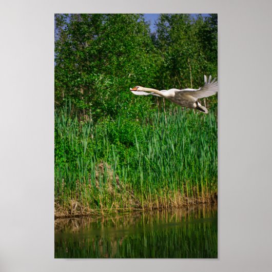 Poster Flying Swan Nature Oiseau Vie sauvage (Devant)