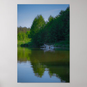 Poster Flying Swan Nature Oiseau Vie sauvage