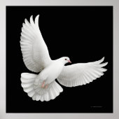 Poster Flying White Dove Print (Devant)