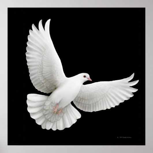 Poster Flying White Dove Print (Devant)