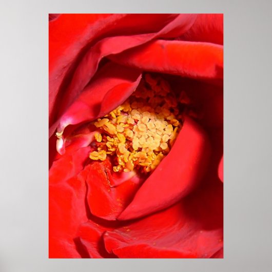 Poster fm rose (Devant)