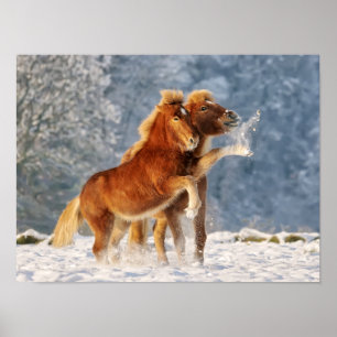 Poster Foal de cheval islandais jouant dans la neige amus