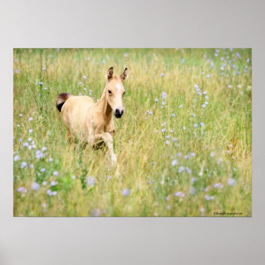 Poster Foal et fleurs (Devant)