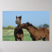 Poster Foals Jouer 2 (Devant)