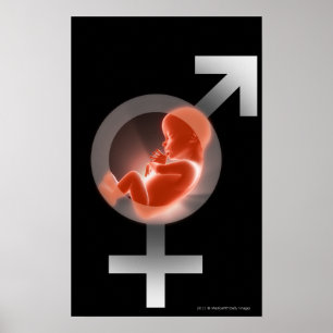 Poster Foetus superposé au-dessus des symboles masculins