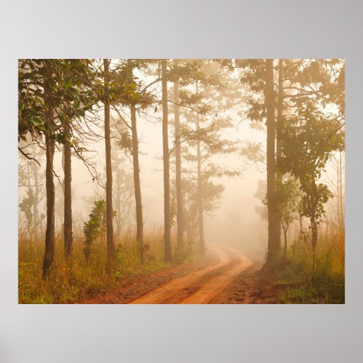 Poster Fog in pine forestforest,beautiful,black,dark,dawn (Devant)