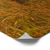 Poster Fog in pine forestforest,beautiful,black,dark,dawn (Coin)