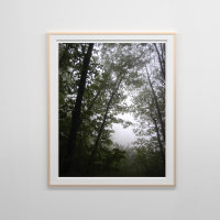 Foggy Pacific Dogwoods Forest
