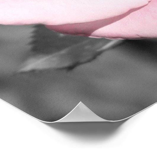 Poster Foi rose (Coin)