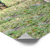 Poster Foie de cheval miniature - Colt Customisé & Filly (Coin)