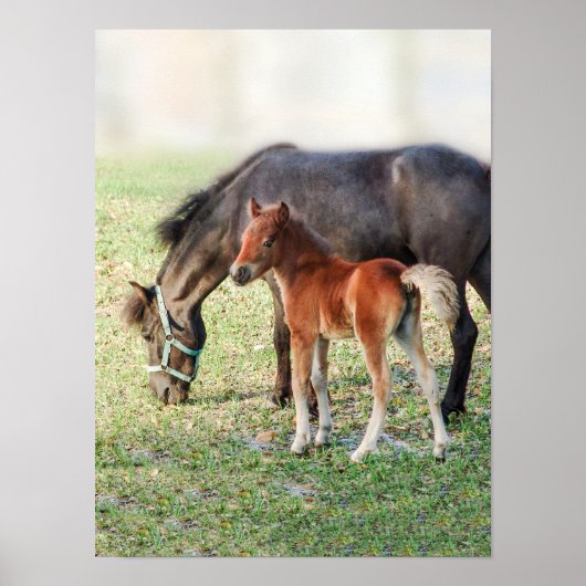Poster Foie de cheval miniature - Colt Customisé & Filly (Devant)