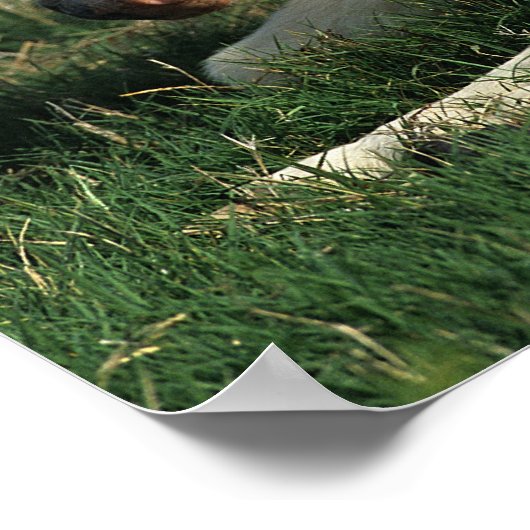 Poster Foie Miniature Pointé (Coin)