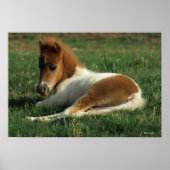 Poster Foie Miniature Pointé (Devant)