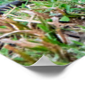 Poster Foie rousse (Coin)