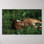 Poster Foie Thoroughbred allongé (Devant)