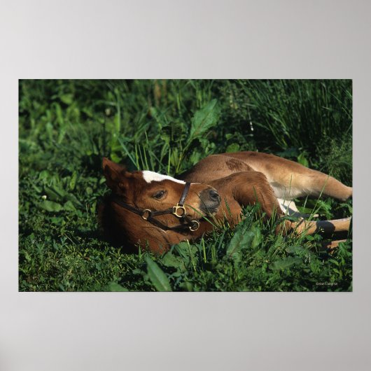 Poster Foie Thoroughbred allongé (Devant)