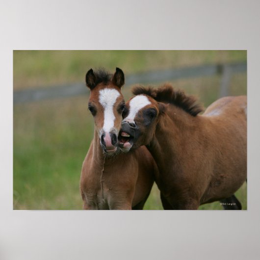 Poster Foies jouant (Devant)