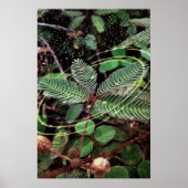 Poster Folhas (Voorkant)