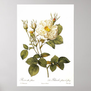 Poster Foliacea alba de Rosa