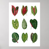 Poster Foliage (Devant)