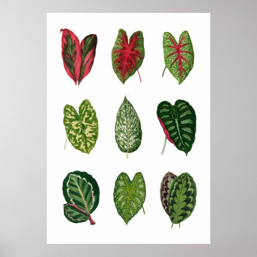 Poster Foliage (Devant)