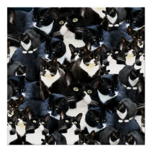 Poster Folie de chat de smoking