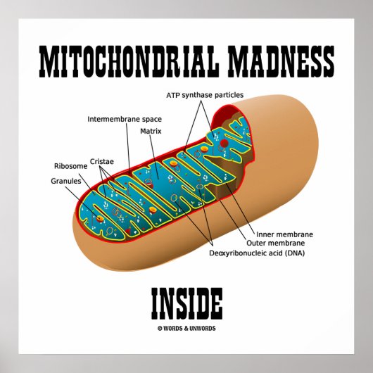 Poster Folie mitochondriale dans la biologie de Mitochond (Devant)