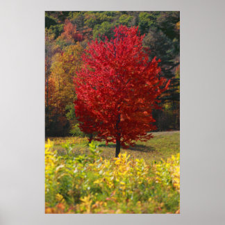 Poster Folithe d'automne