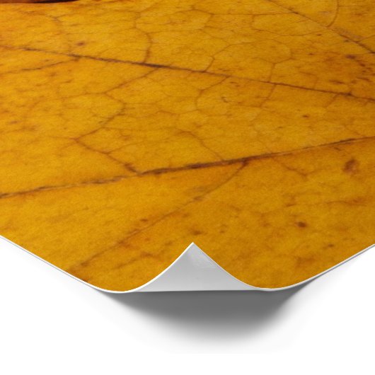 Poster Folithe d'automne (Coin)