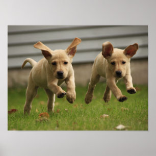 Poster Fonctionnement jaune de chiots de Labrador
