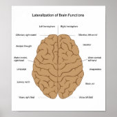 Poster Fonctions de l'affiche du cerveau (Devant)