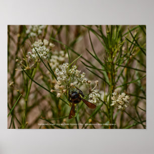 Poster Forager du Sud-Ouest