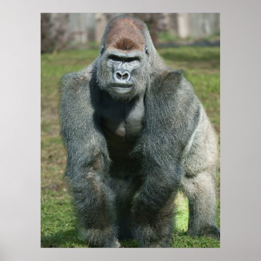 Poster Force émergente - Lope le Silverback (Devant)