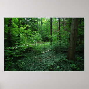Poster Forest3