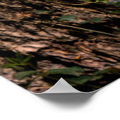 Poster Forest | Bluebells en Belgique (Coin)