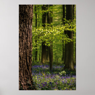 Poster Forest   Bluebells en Belgique