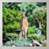 Poster Forest Deer (Devant)