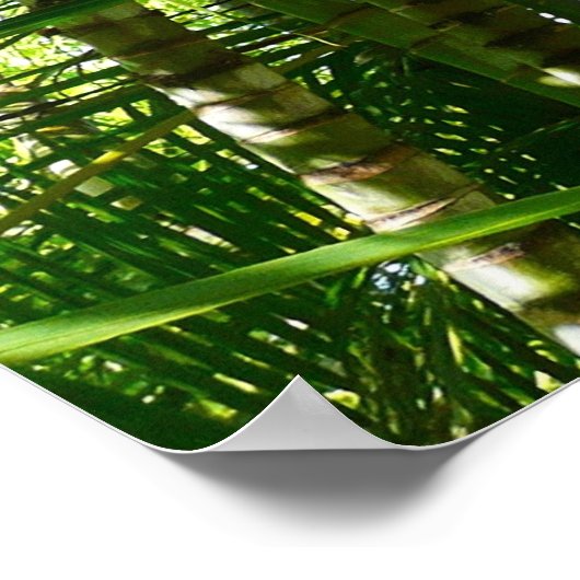 Poster Forest of Palm Trees Tropical Nature (Coin)