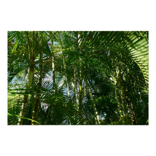 Poster Forest of Palm Trees Tropical Nature (Devant)