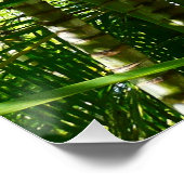 Poster Forest of Palm Trees Tropical Nature (Coin)