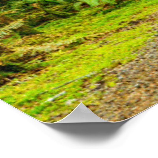 Poster Forest | Parc national olympic (Coin)
