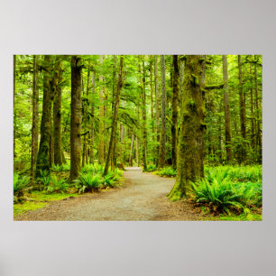 Poster Forest Parc national olympic