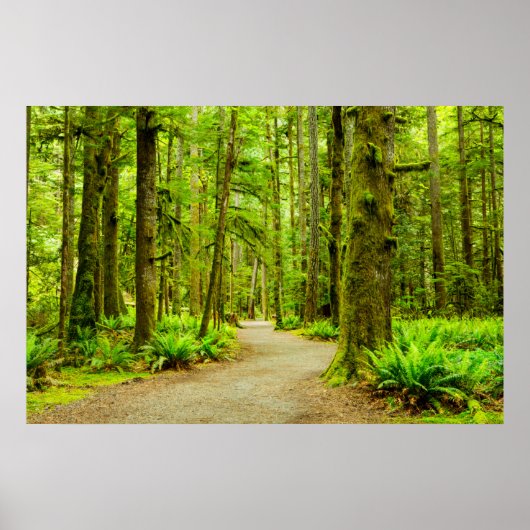 Poster Forest | Parc national olympic (Devant)
