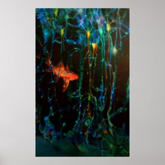 Poster "Forest" Sarah Doherty 2008 (Devant)