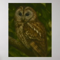 Forest Sentinel - Tawny Owl Wildlife Art