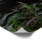 Poster Forest | Séquwood Forest California (Coin)