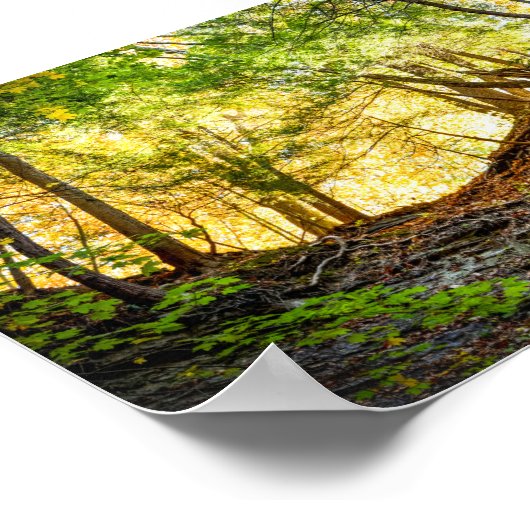 Poster Forest Sunset Nature (Coin)